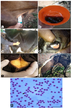 Bovine Babesiosis A Clinical Review